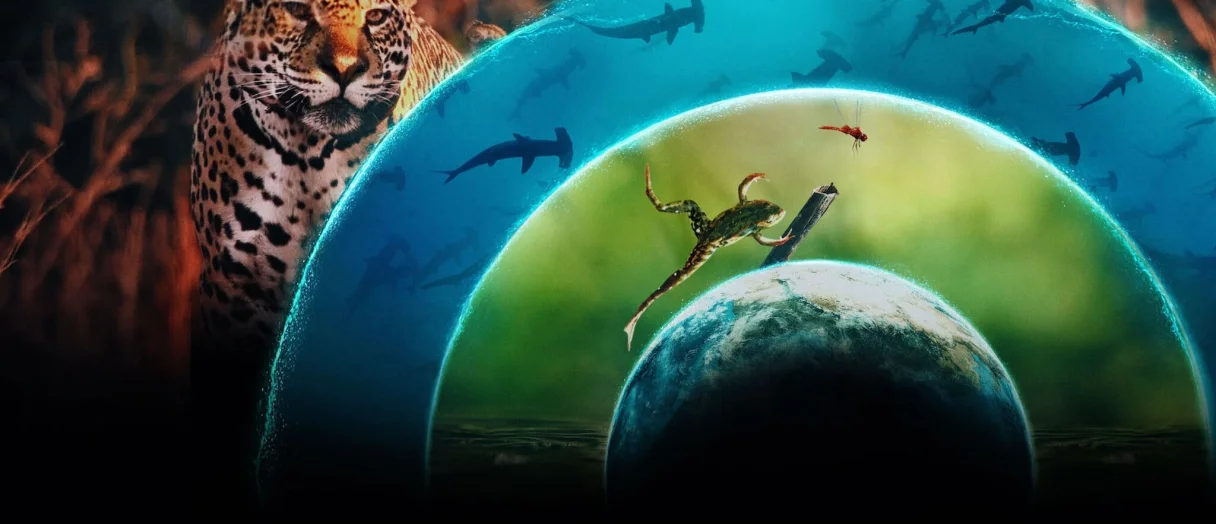 Series Banner